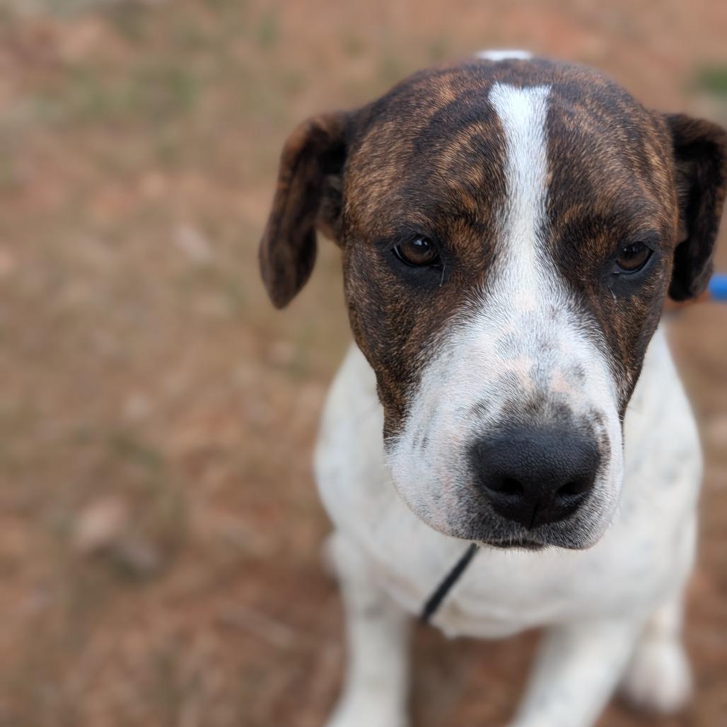Enlarge Remi (Firearms Litter), a Adoptable mixed breed in Lenoir, NC image 4/6