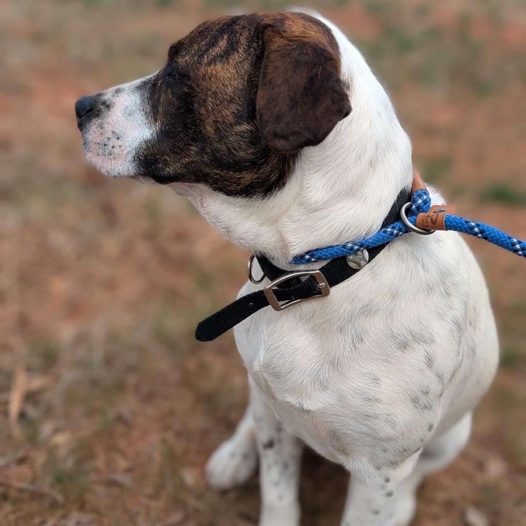 Enlarge Remi (Firearms Litter), a Adoptable mixed breed in Lenoir, NC image 5/6