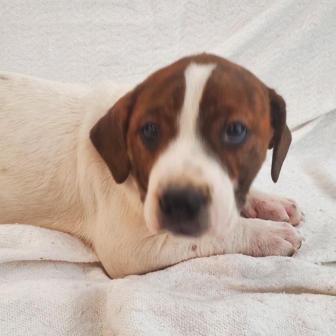 Remi (Richmond Litter), Adoptable, Puppy Female Hound & Mixed Breed.