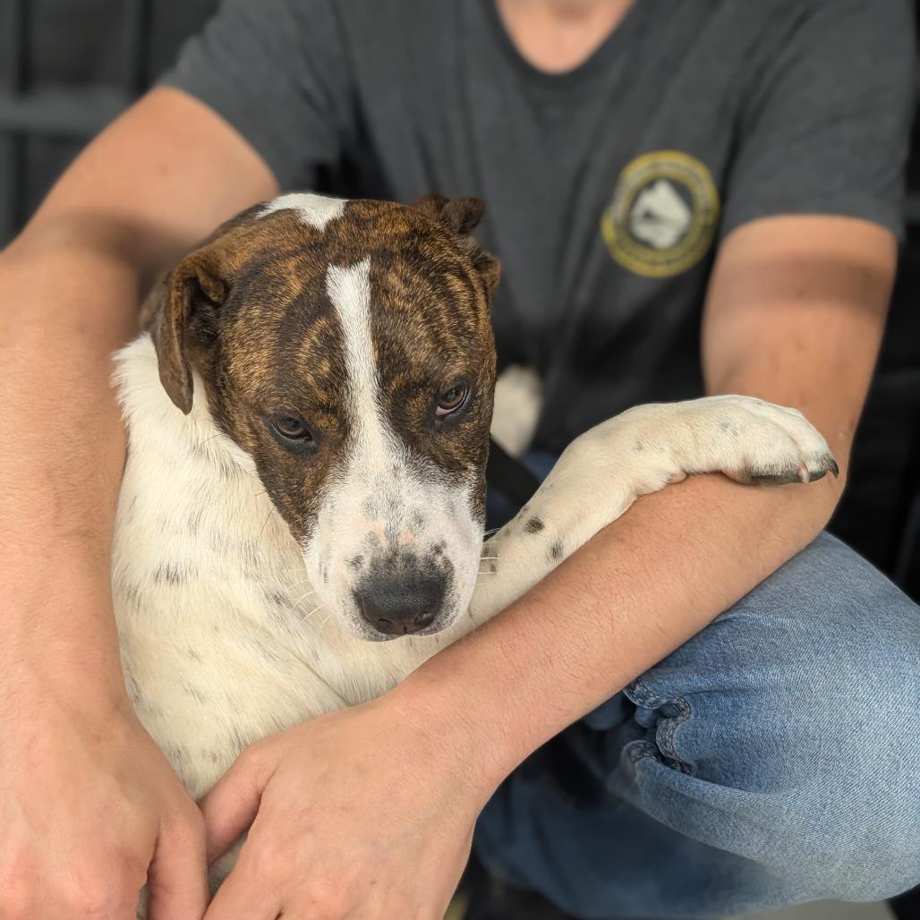 Enlarge Remi (Firearms Litter), a Adoptable mixed breed in Lenoir, NC image 6/6