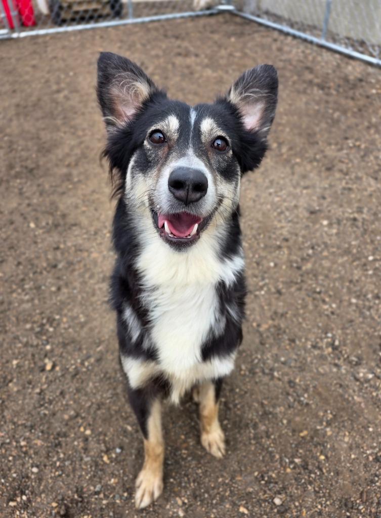 Enlarge Tipsy 26-9303, a Adoptable mixed breed in Minot, ND image 2/5