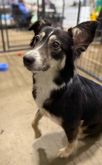 Enlarge Tipsy 26-9303, a Adoptable mixed breed in Minot, ND image 3/5