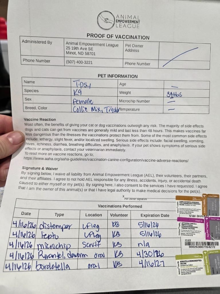 Enlarge Tipsy 26-9303, a Adoptable mixed breed in Minot, ND image 4/5