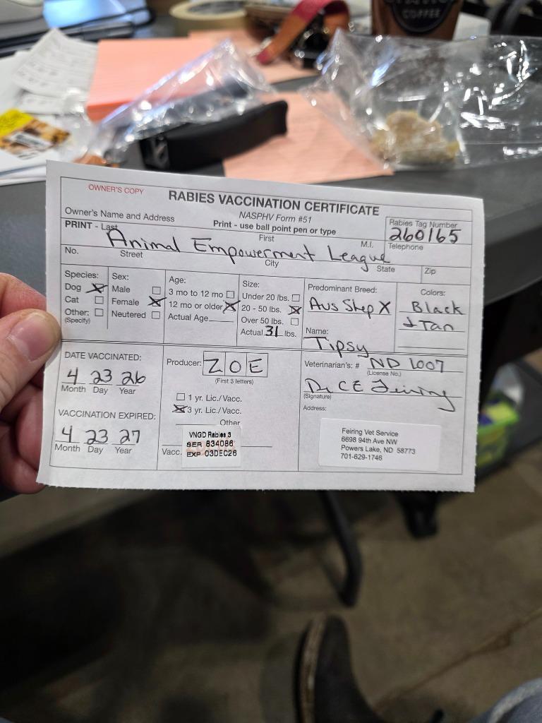 Enlarge Tipsy 26-9303, a Adoptable mixed breed in Minot, ND image 5/5