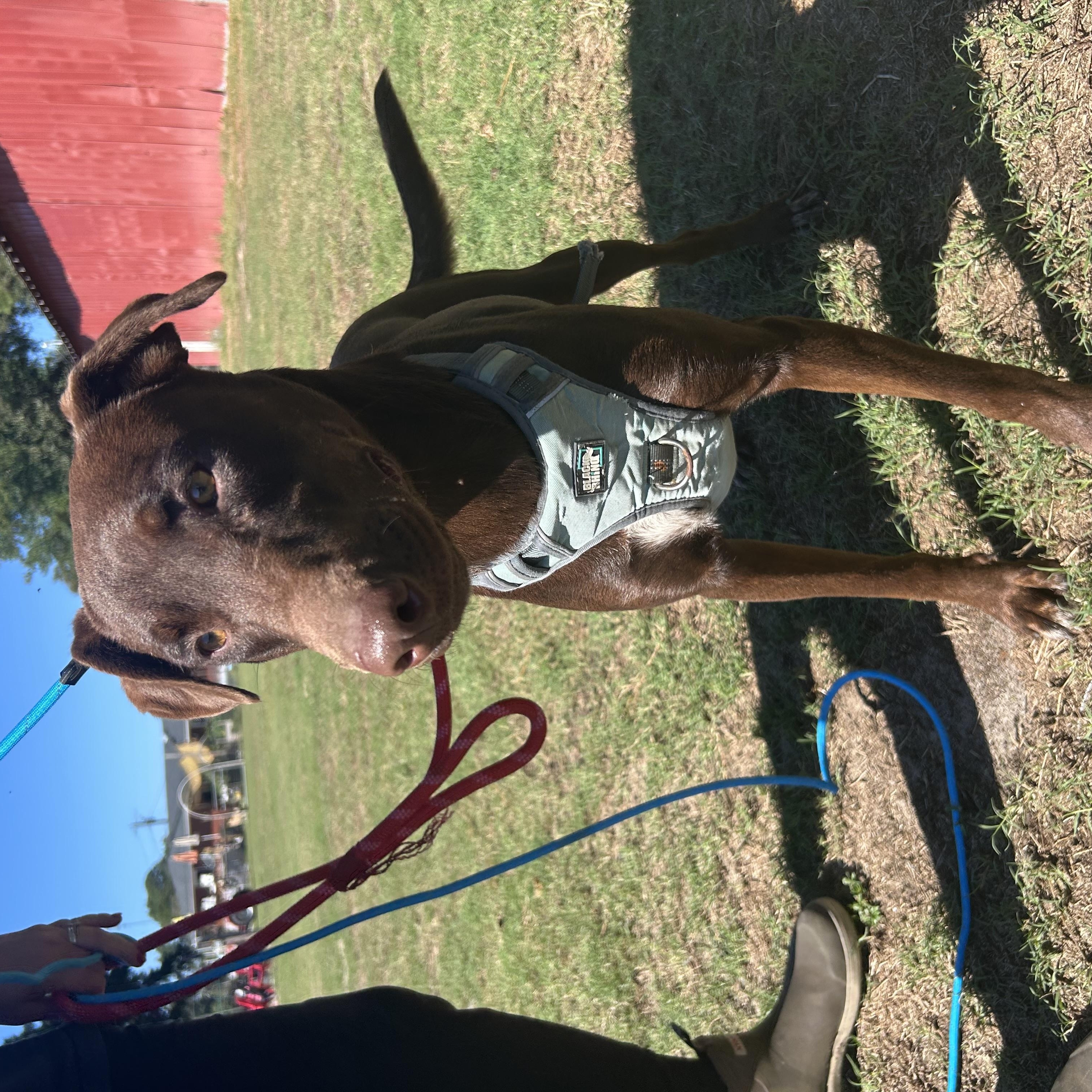 Enlarge Patsy, a Adoptable mixed breed in Wilmington, NC image 4/4