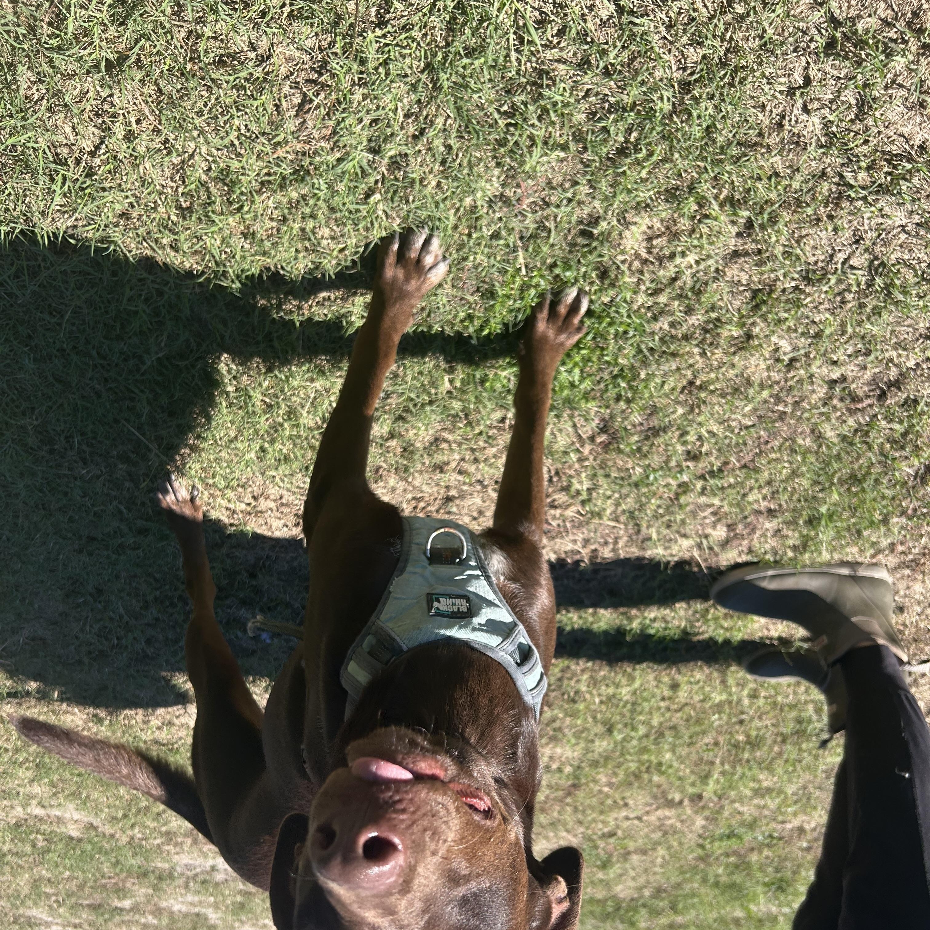 Enlarge Patsy, a Adoptable mixed breed in Wilmington, NC image 2/4