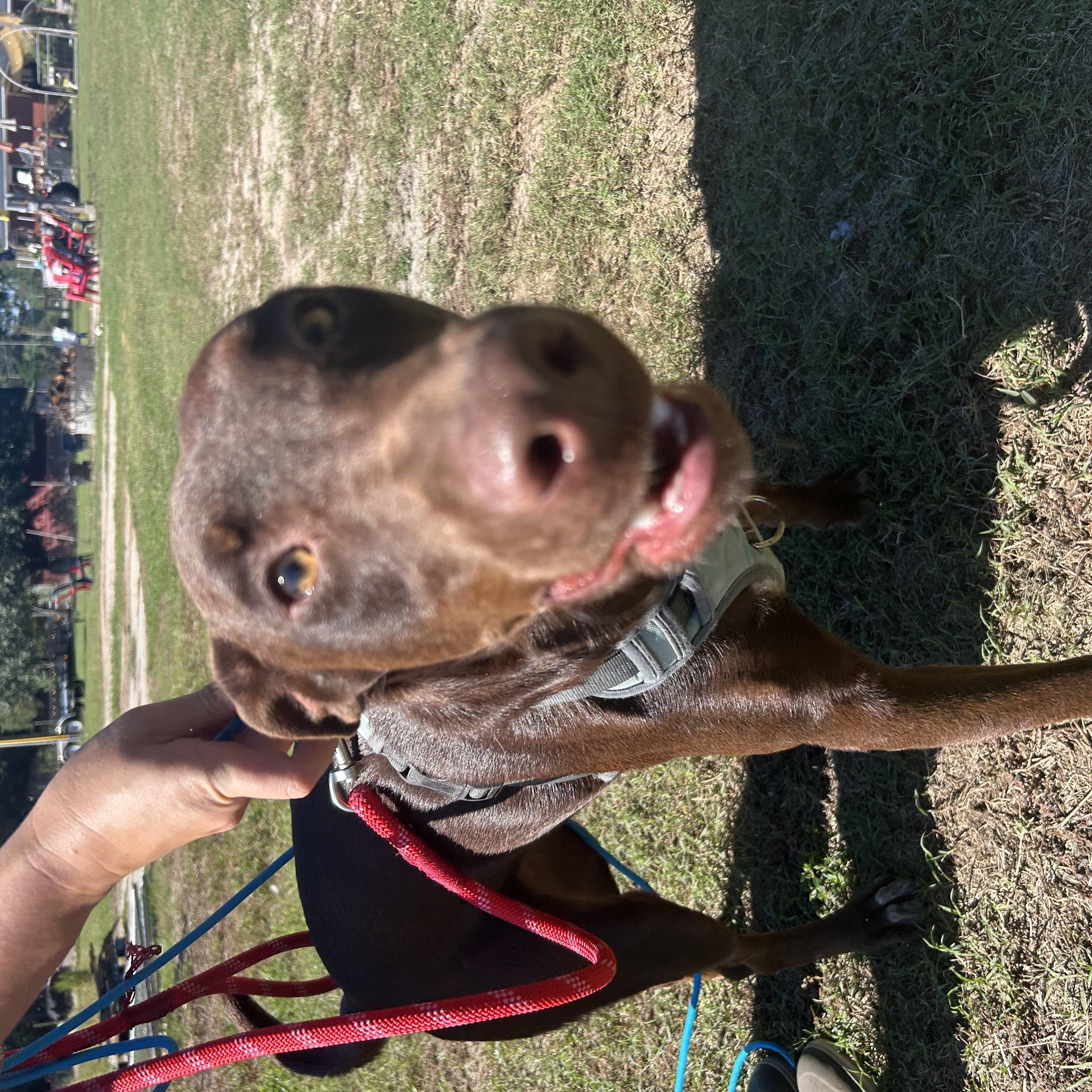 Enlarge Patsy, a Adoptable mixed breed in Wilmington, NC image 3/4