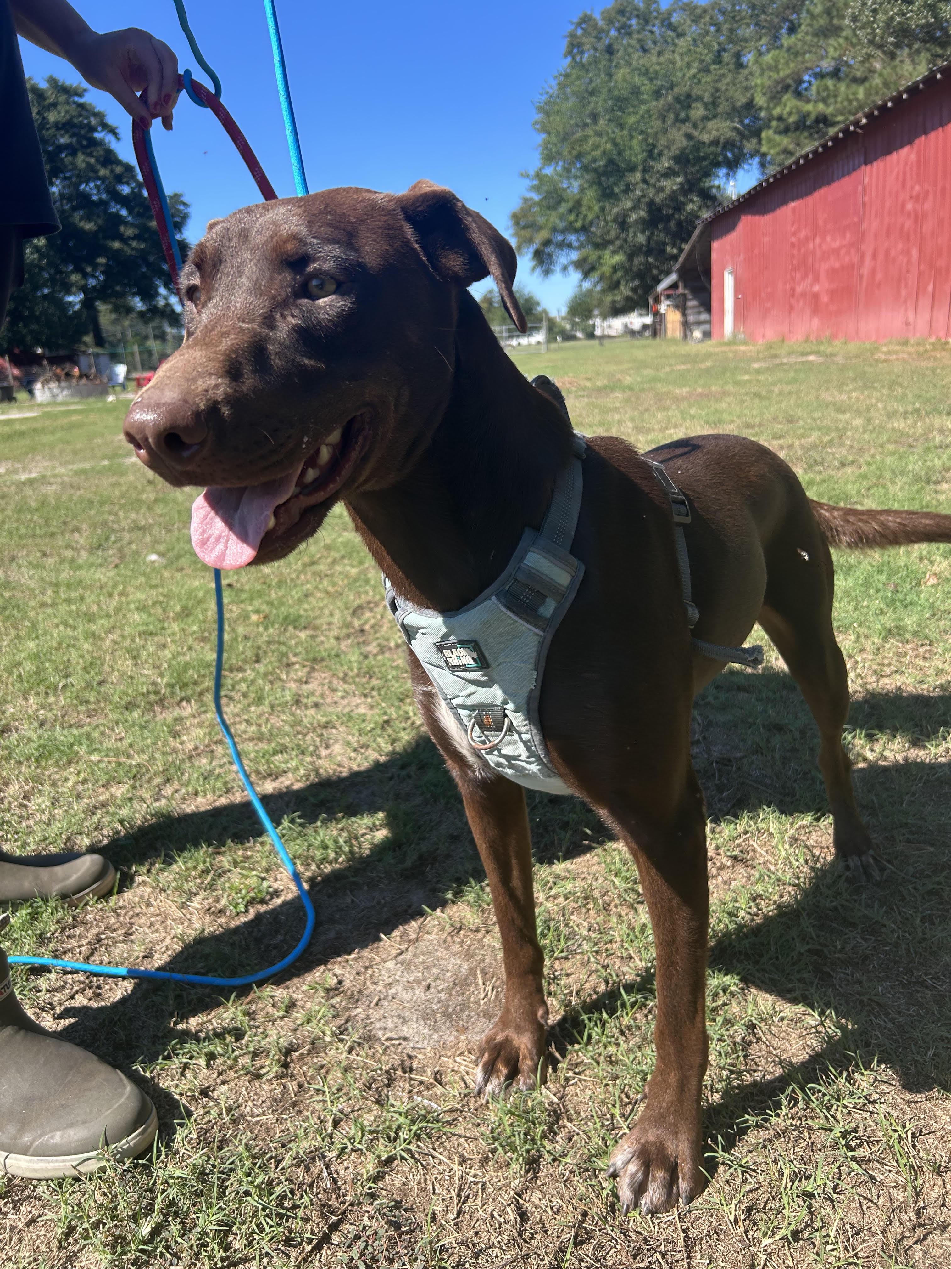 Enlarge Patsy, a Adoptable mixed breed in Wilmington, NC image 1/4