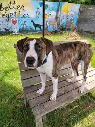 Enlarge Yara, a Adoptable mixed breed in Savannah, GA image 1/3