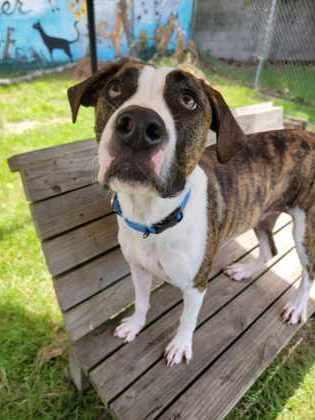 Enlarge Yara, a Adoptable mixed breed in Savannah, GA image 2/3