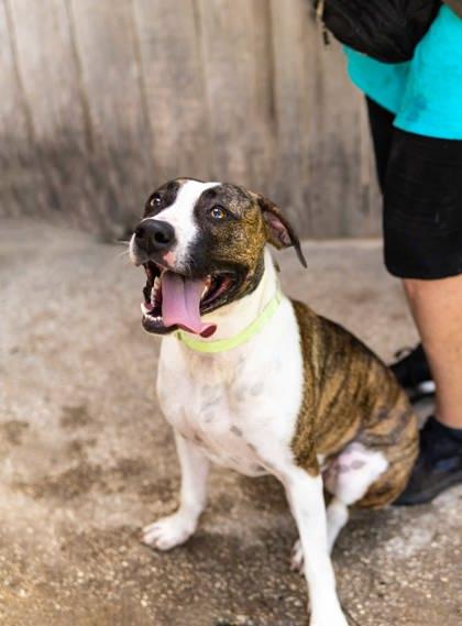 Yara, a Adoptable mixed breed image 3/3