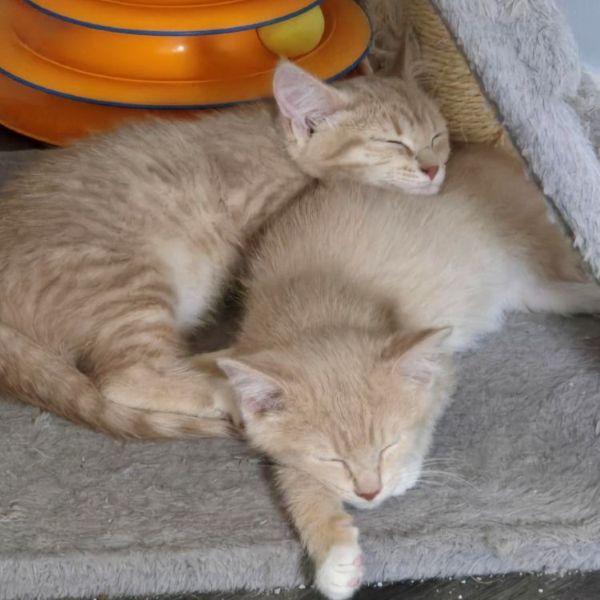 Saffron & Nugget, adoptable, Kitten Male Domestic Medium Hair.