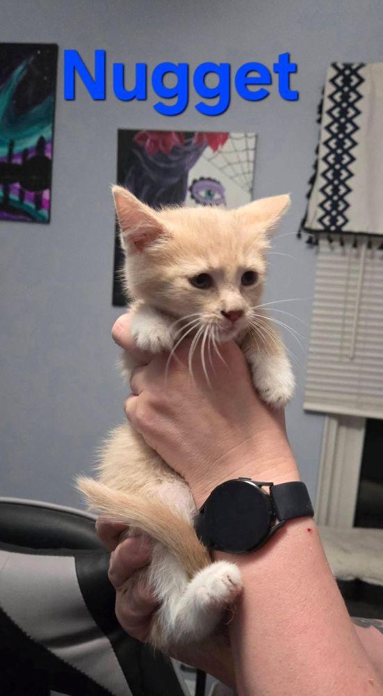 Enlarge Saffron & Nugget, an adoptable Domestic Medium Hair in Barrington, IL image 6/6