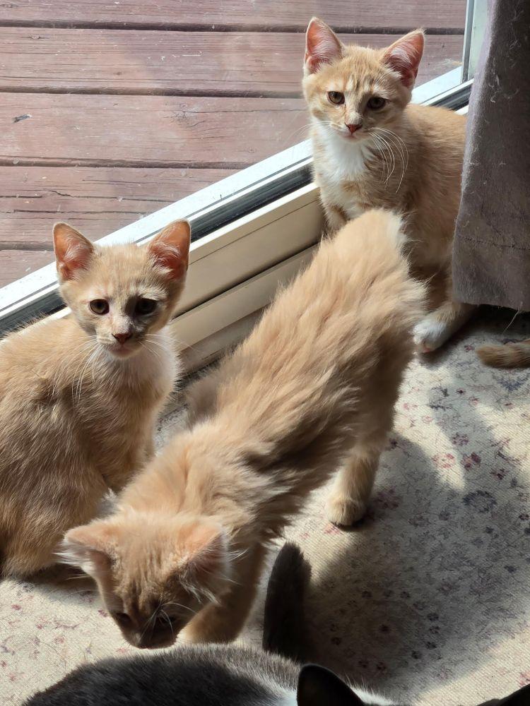 Enlarge Saffron & Nugget, an adoptable Domestic Medium Hair in Barrington, IL image 1/6