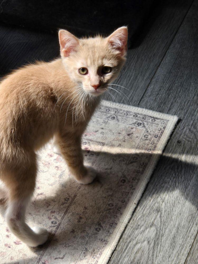 Enlarge Saffron & Nugget, an adoptable Domestic Medium Hair in Barrington, IL image 2/6