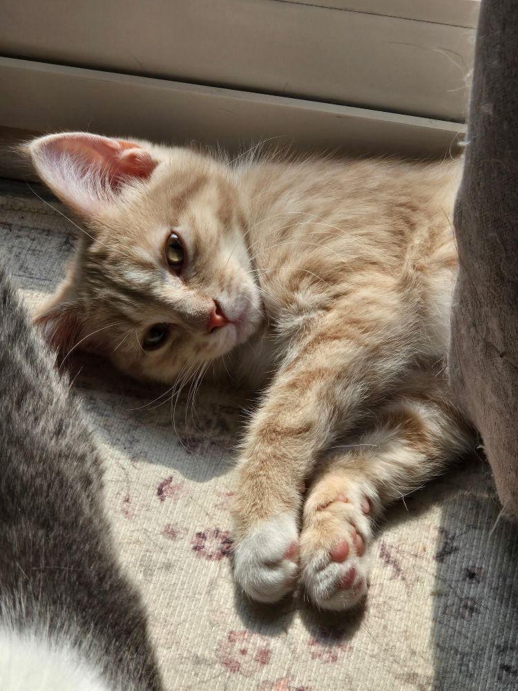 Enlarge Saffron & Nugget, an adoptable Domestic Medium Hair in Barrington, IL image 4/6