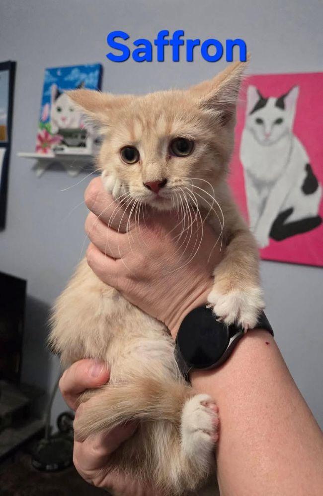Enlarge Saffron & Nugget, an adoptable Domestic Medium Hair in Barrington, IL image 5/6
