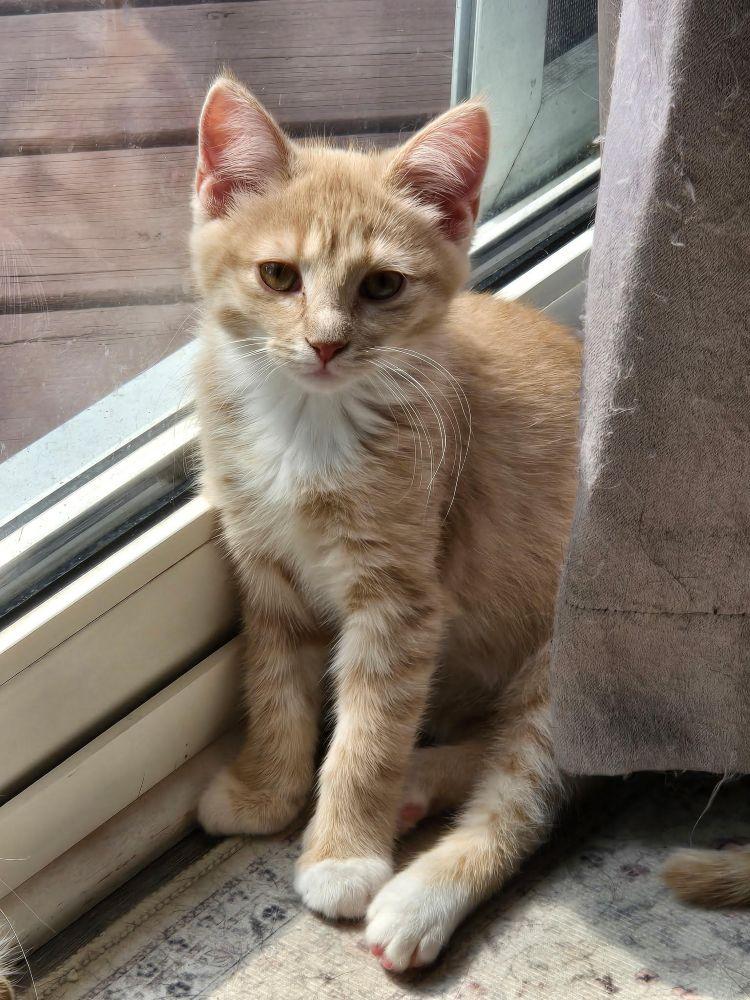 Enlarge Saffron & Nugget, an adoptable Domestic Medium Hair in Barrington, IL image 3/6