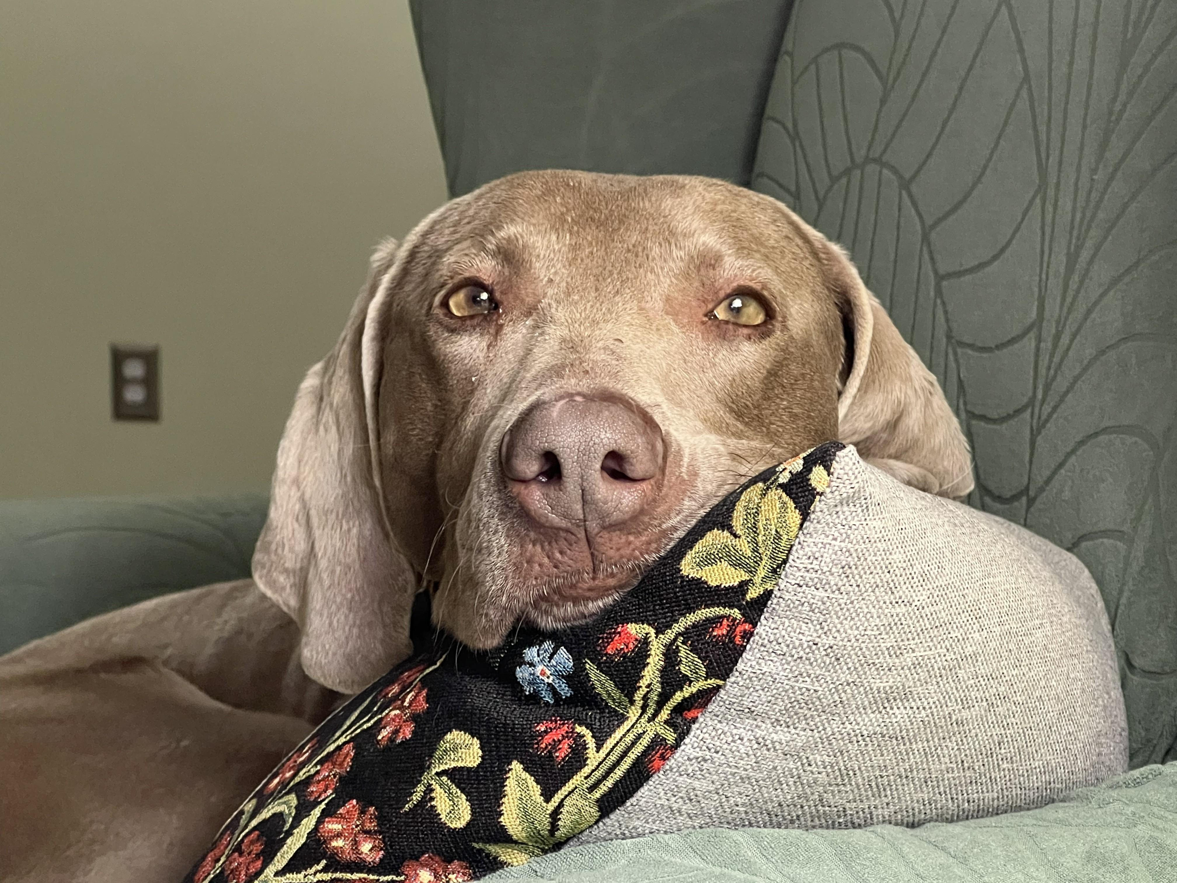 Gracie, ADOPTABLE, Adult Female Weimaraner.