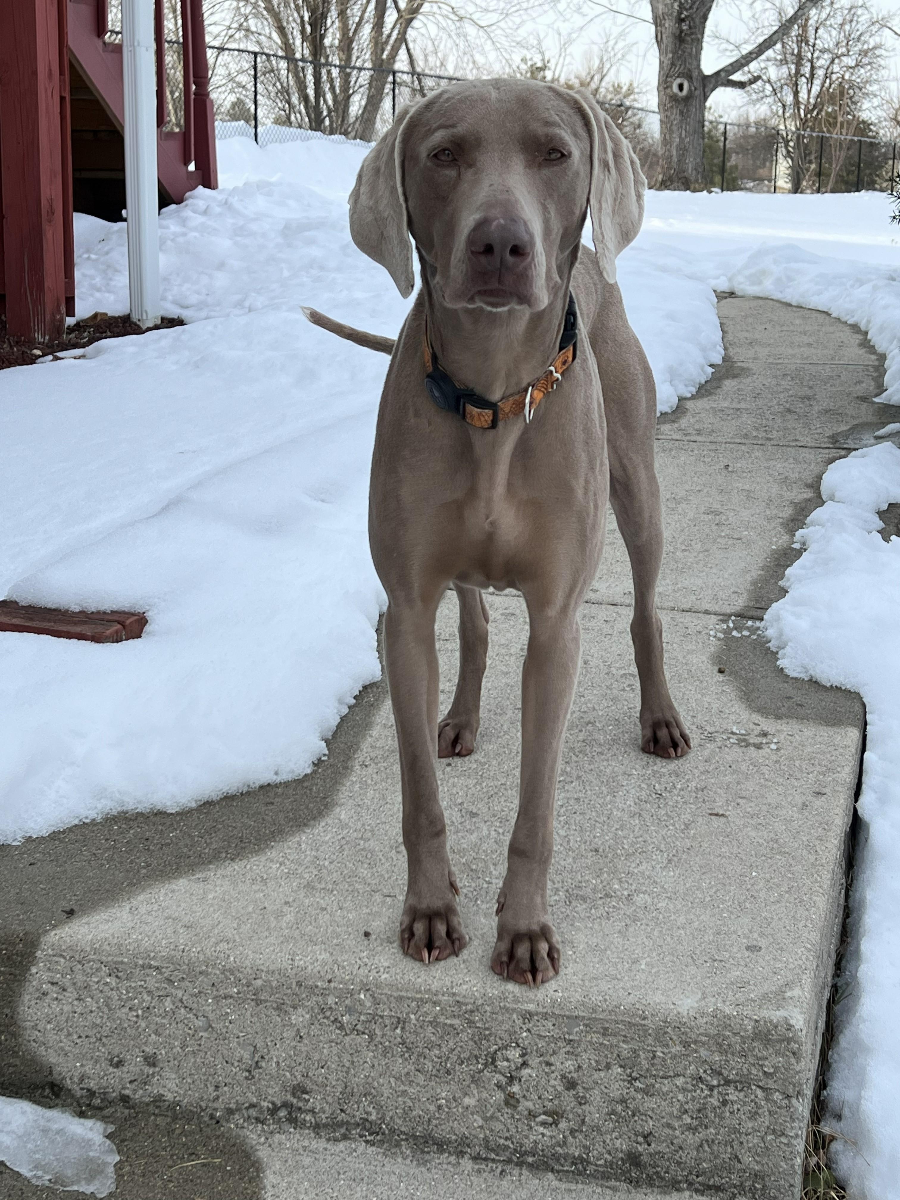 Enlarge Gracie, a ADOPTABLE Weimaraner in Jeffersonville, IN image 5/5
