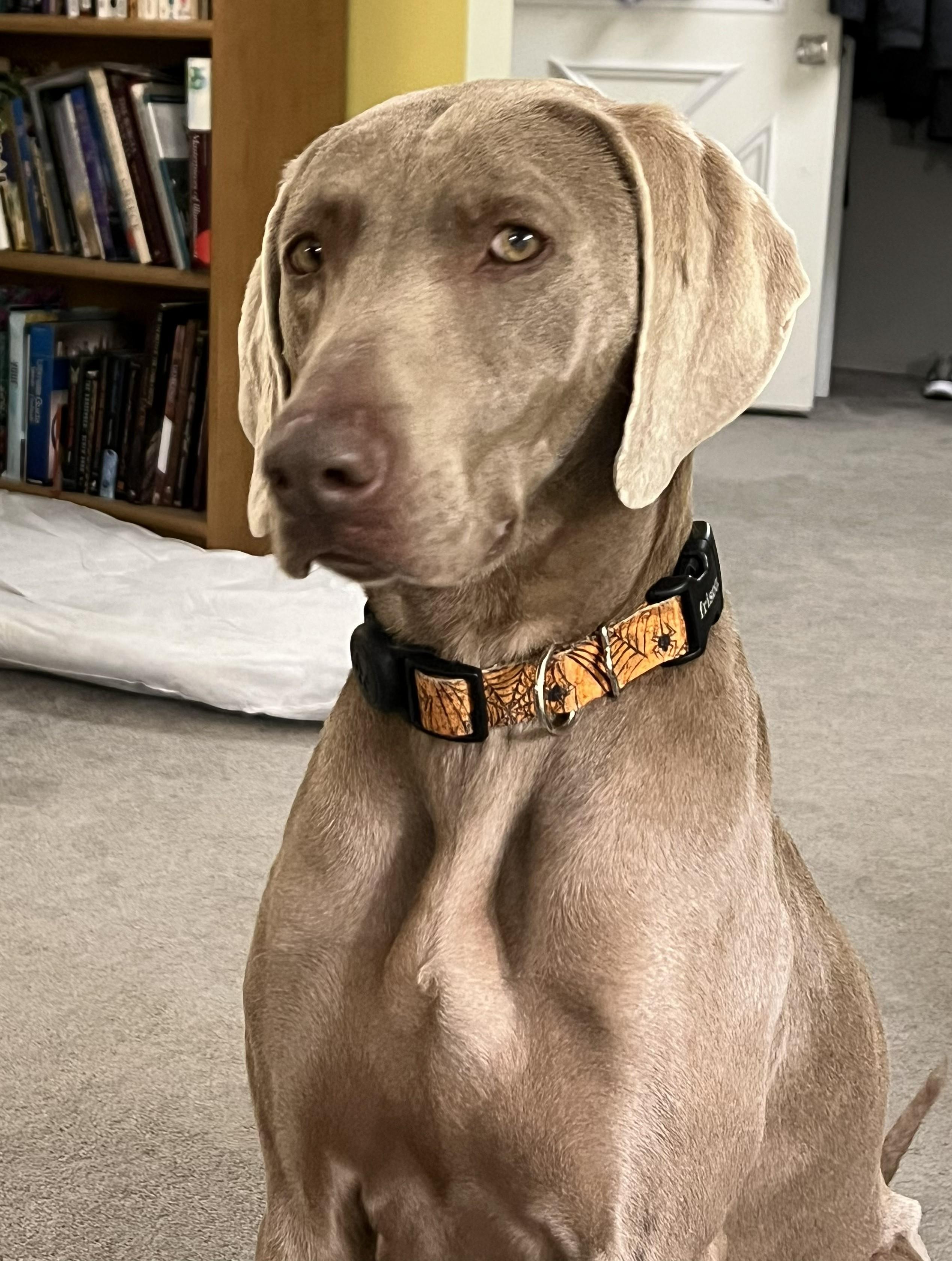 Enlarge Gracie, a ADOPTABLE Weimaraner in Jeffersonville, IN image 4/5