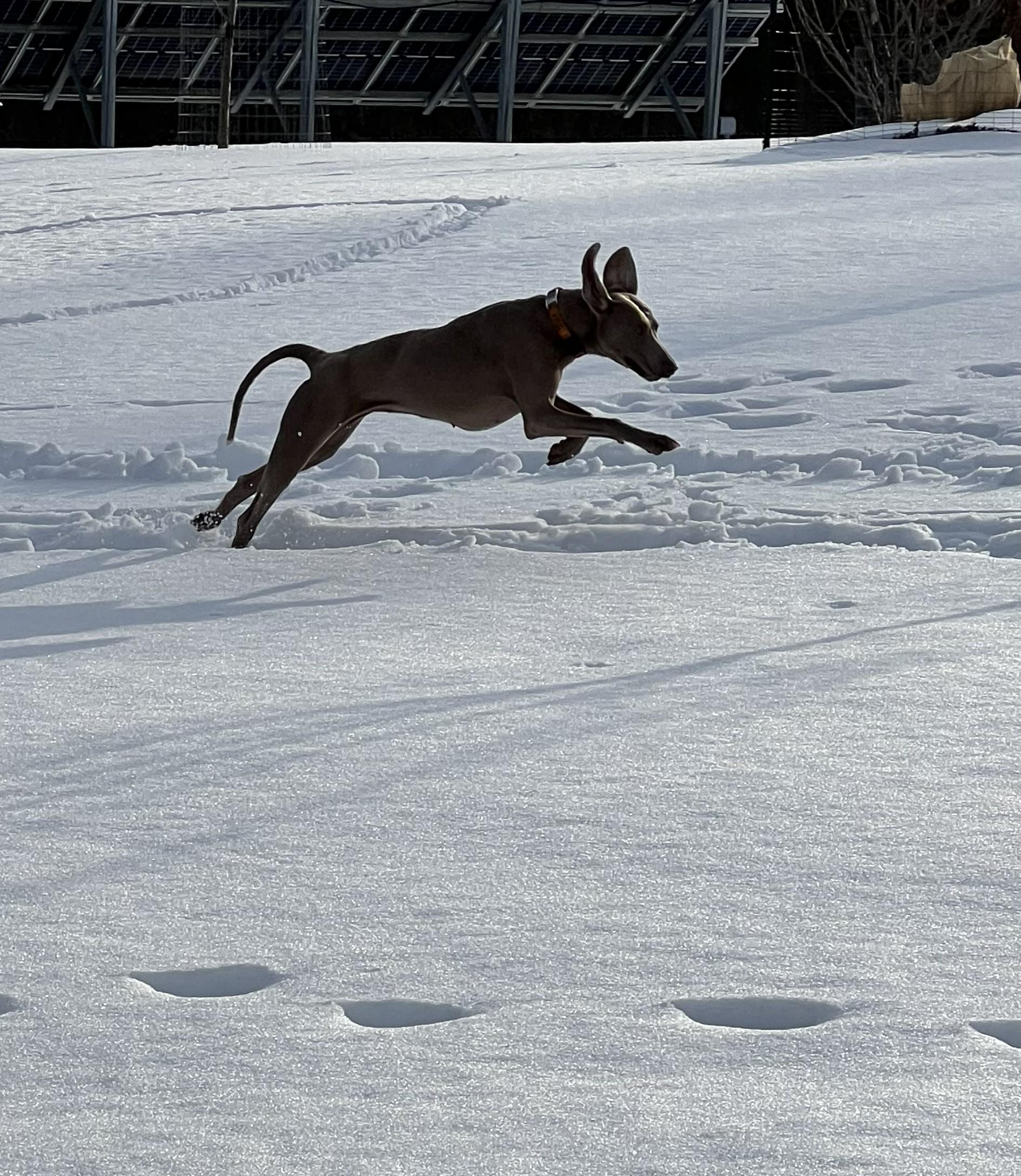 Enlarge Gracie, a ADOPTABLE Weimaraner in Jeffersonville, IN image 3/5