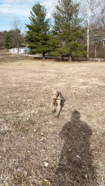 Enlarge Gracie, a ADOPTABLE Weimaraner in Jeffersonville, IN video 2/5