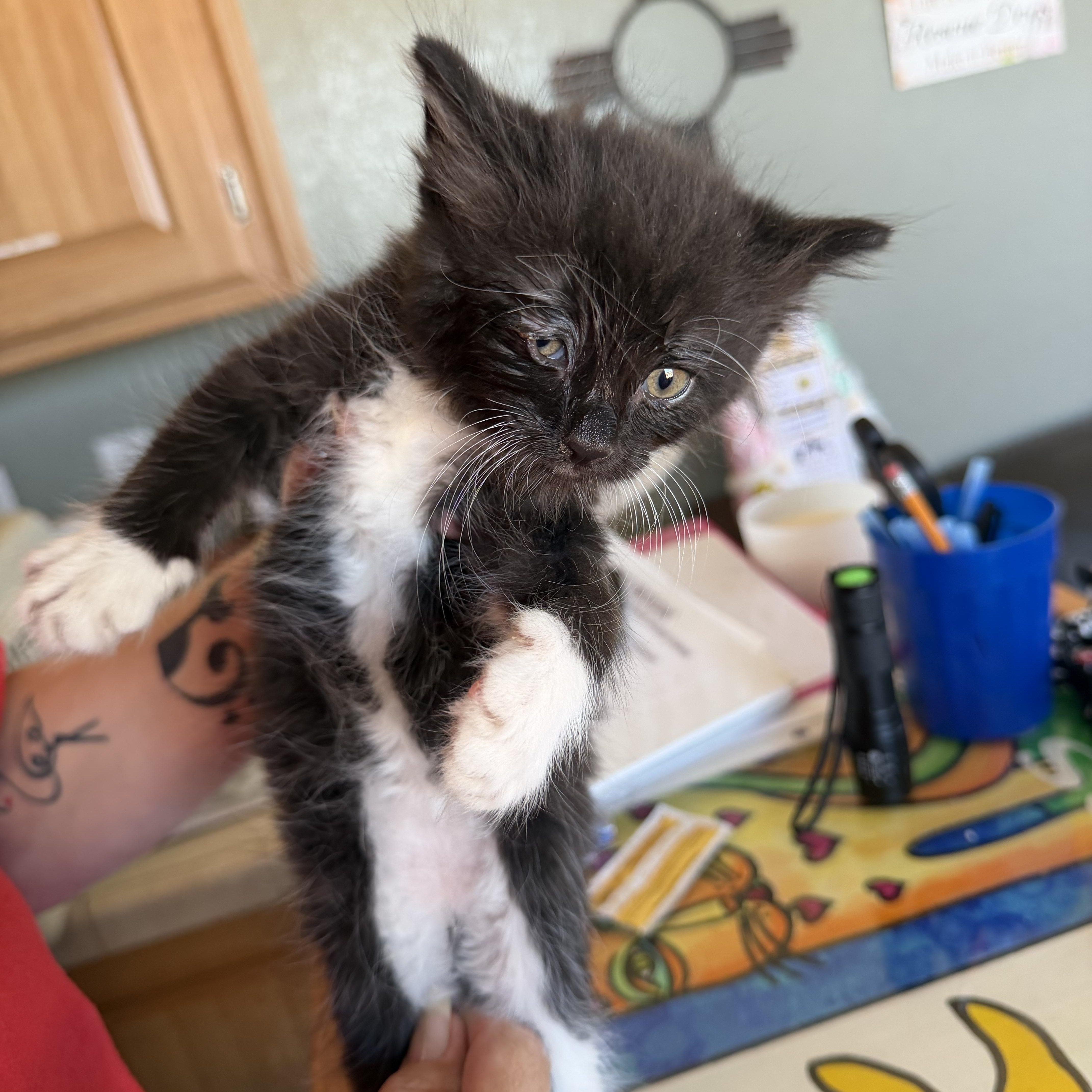 Enlarge Bourbon, an adopted Domestic Medium Hair in Deming, NM image 1/1