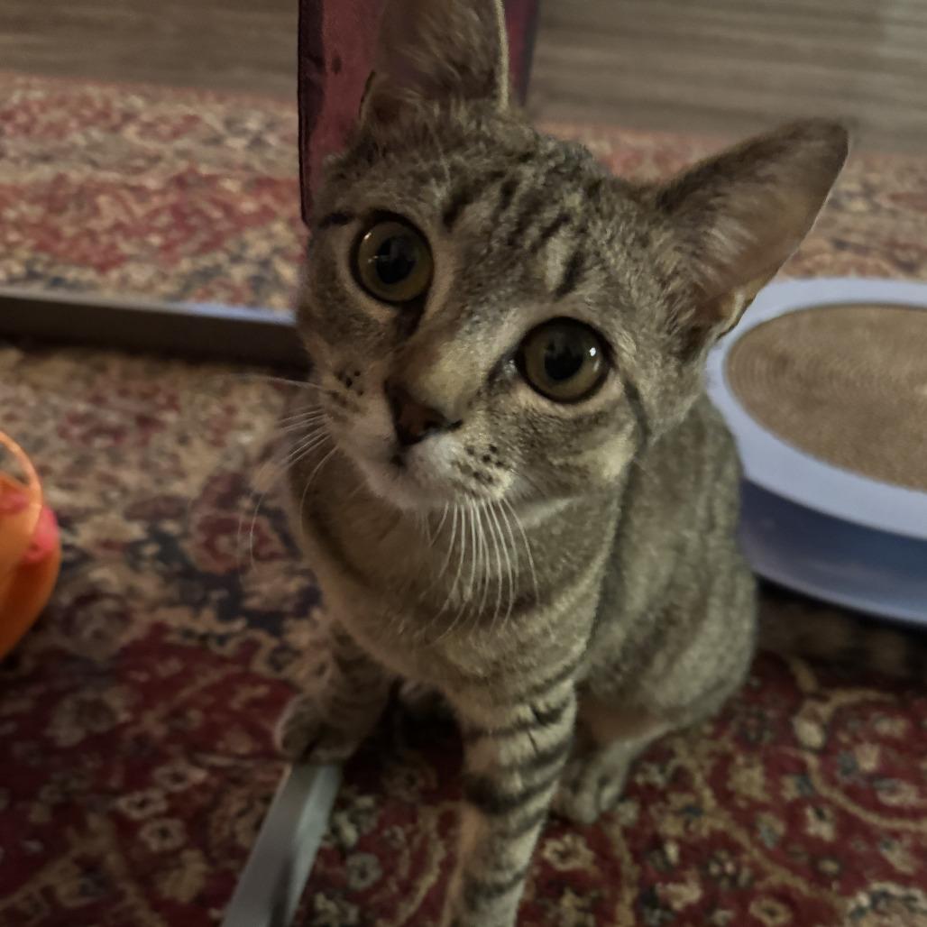 Willamina, a Adoptable Domestic Short Hair in Springfield, OR image 1/4