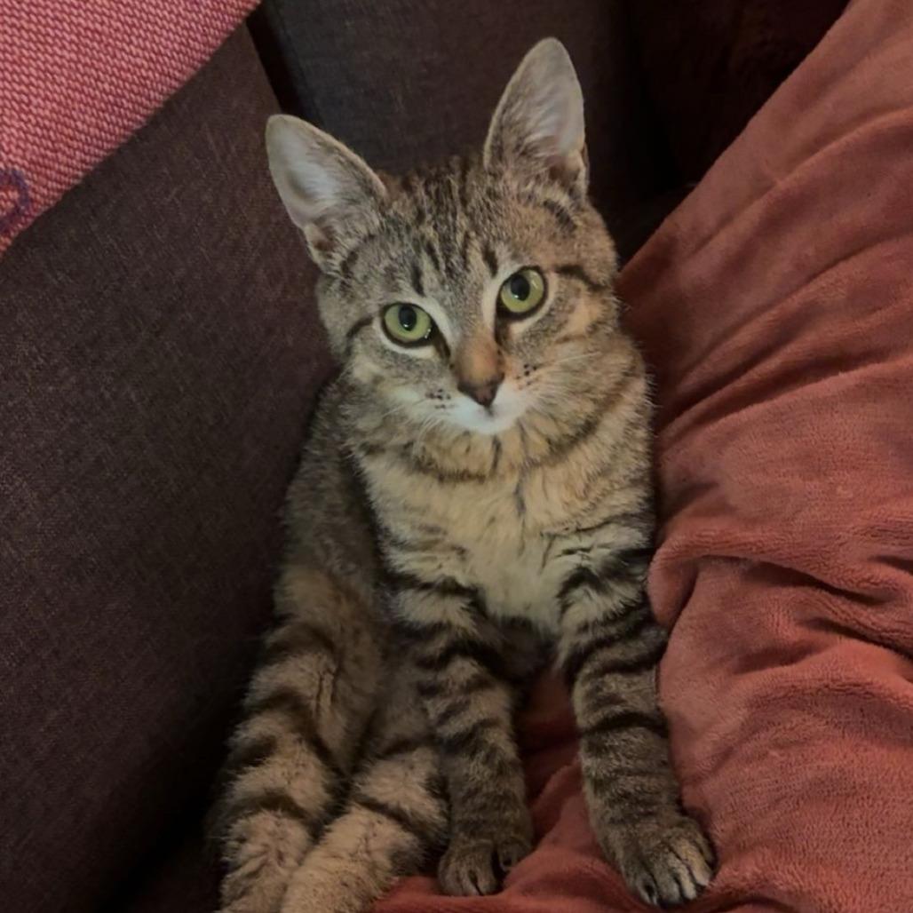 Willamina, a Adoptable Domestic Short Hair in Springfield, OR image 2/4