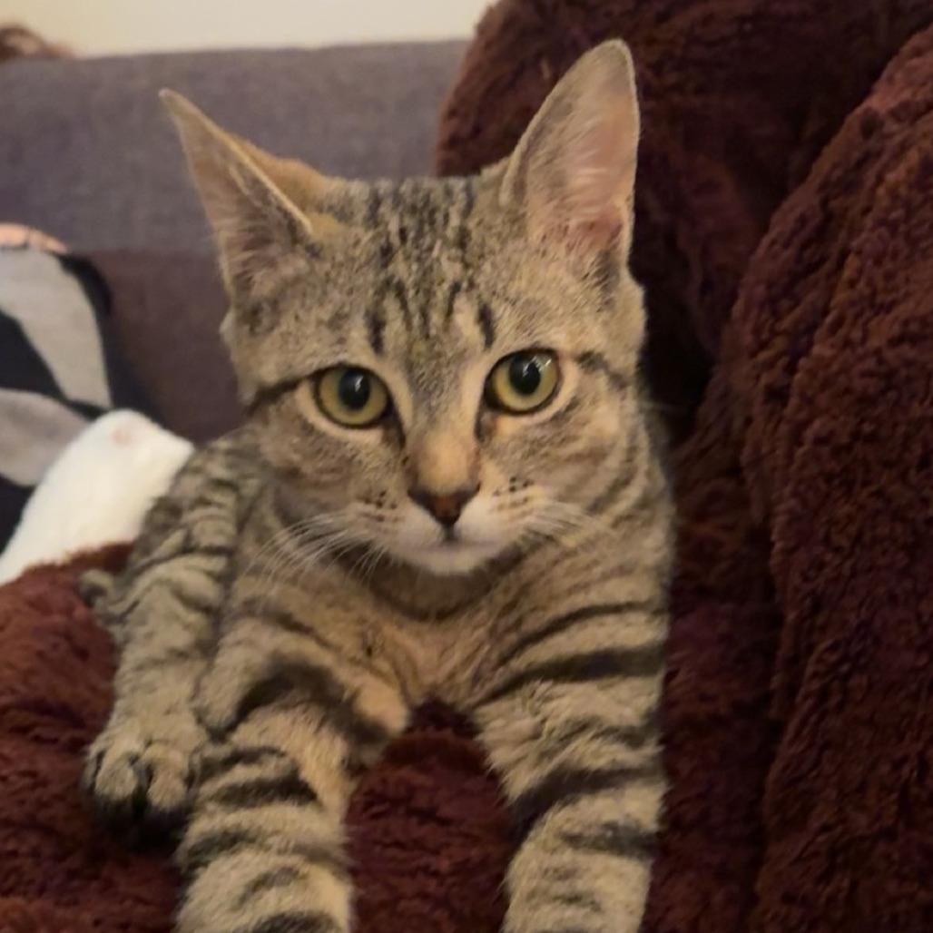 Willamina, a Adoptable Domestic Short Hair in Springfield, OR image 3/4
