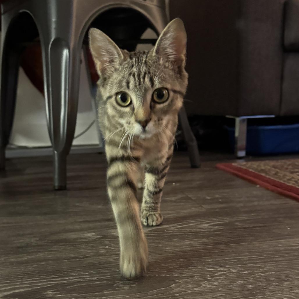 Willamina, a Adoptable Domestic Short Hair in Springfield, OR image 4/4