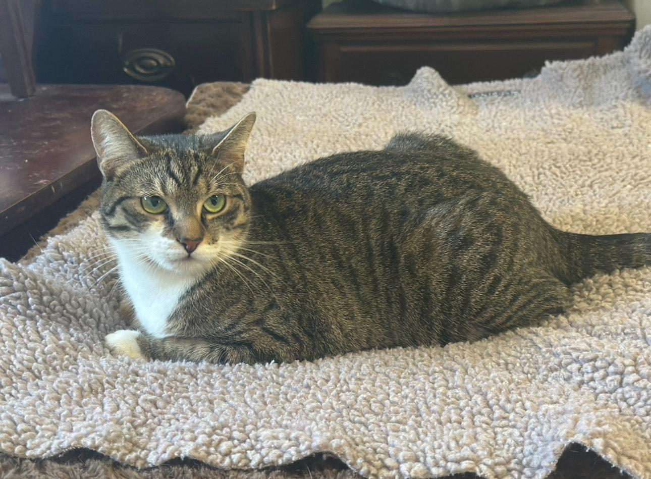 Enlarge Millie, a Adoptable Domestic Short Hair in Great Mills, MD image 1/1