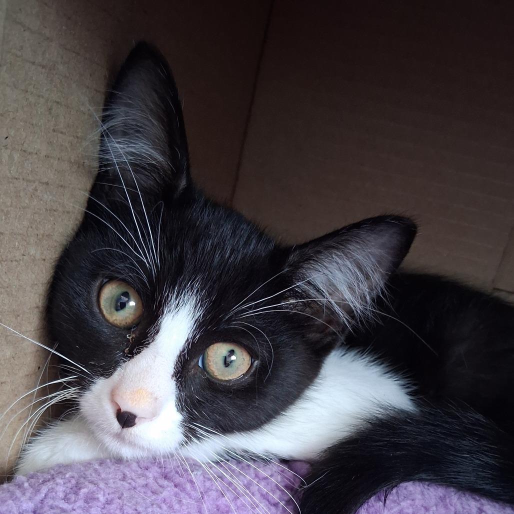 Theo, Adoptable, Kitten Male Domestic Short Hair.