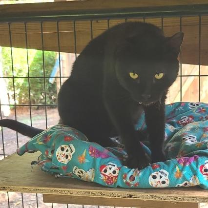 Basque, Adoptable, Adult Male Domestic Short Hair.