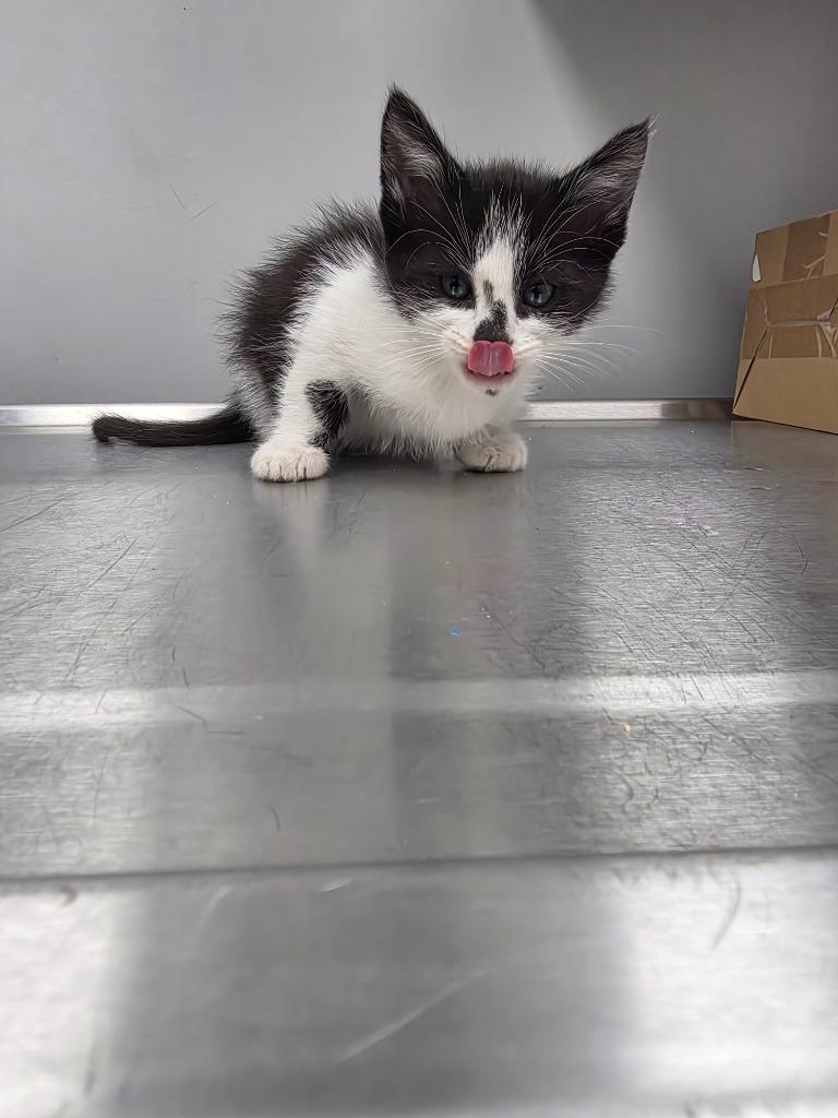 Mickey, Adoptable, Kitten Male Domestic Short Hair.