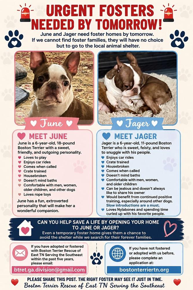Enlarge Jager-Cumming GA, a Adoptable Boston Terrier in Maryville, TN image 1/3