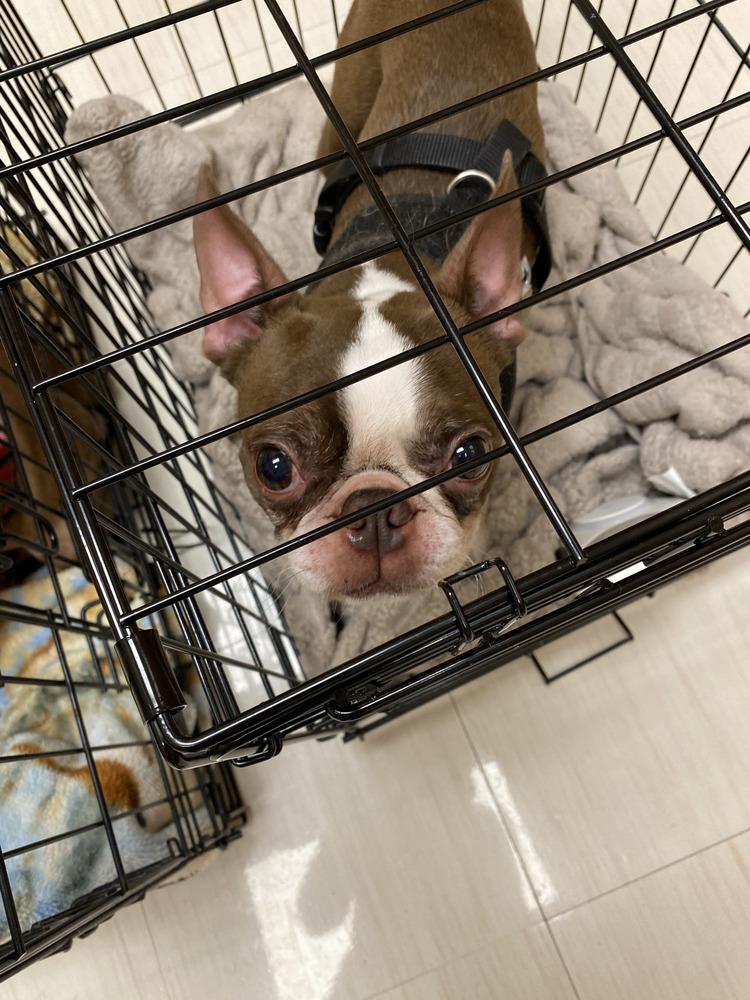 Enlarge Jager-Cumming GA, a Adoptable Boston Terrier in Maryville, TN image 2/3