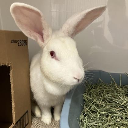 Becky, ADOPTABLE, Adult Female New Zealand.