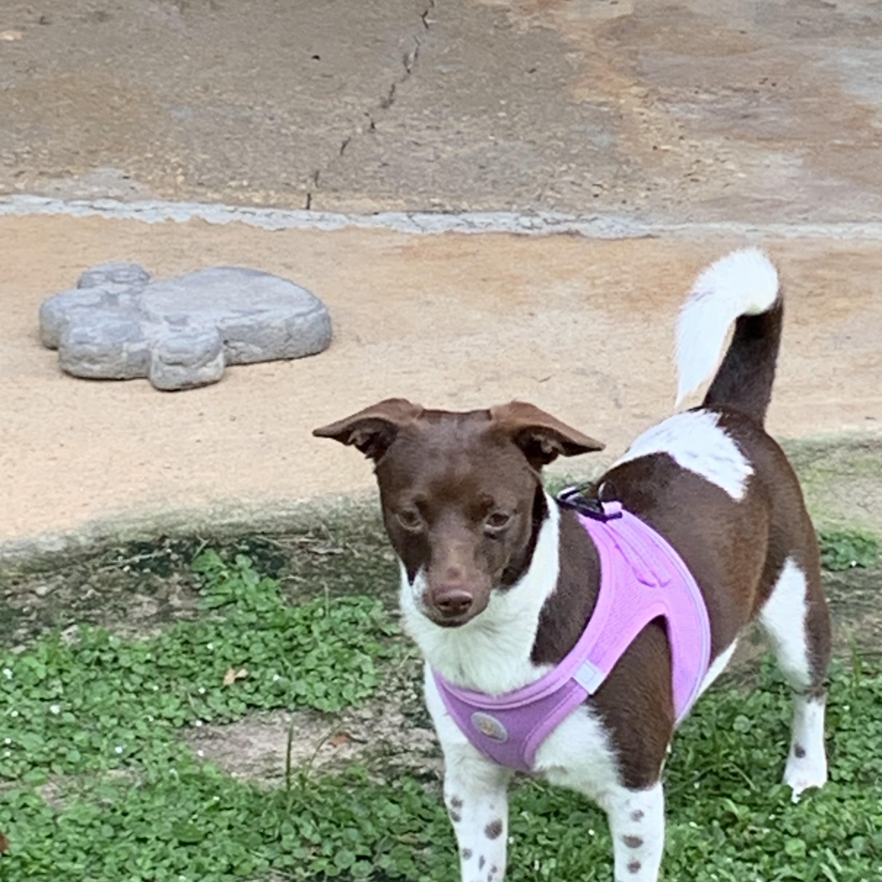 Penelope, a ADOPTABLE mixed breed in Baker, LA image 3/6