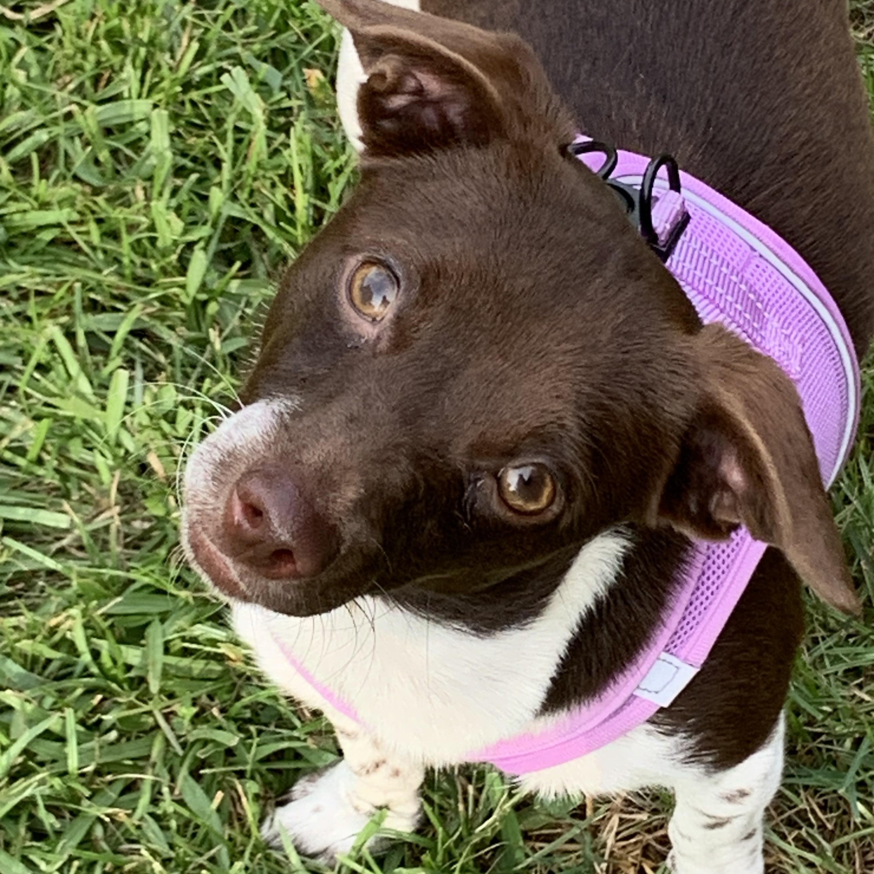 Penelope, a ADOPTABLE mixed breed in Baker, LA image 6/6