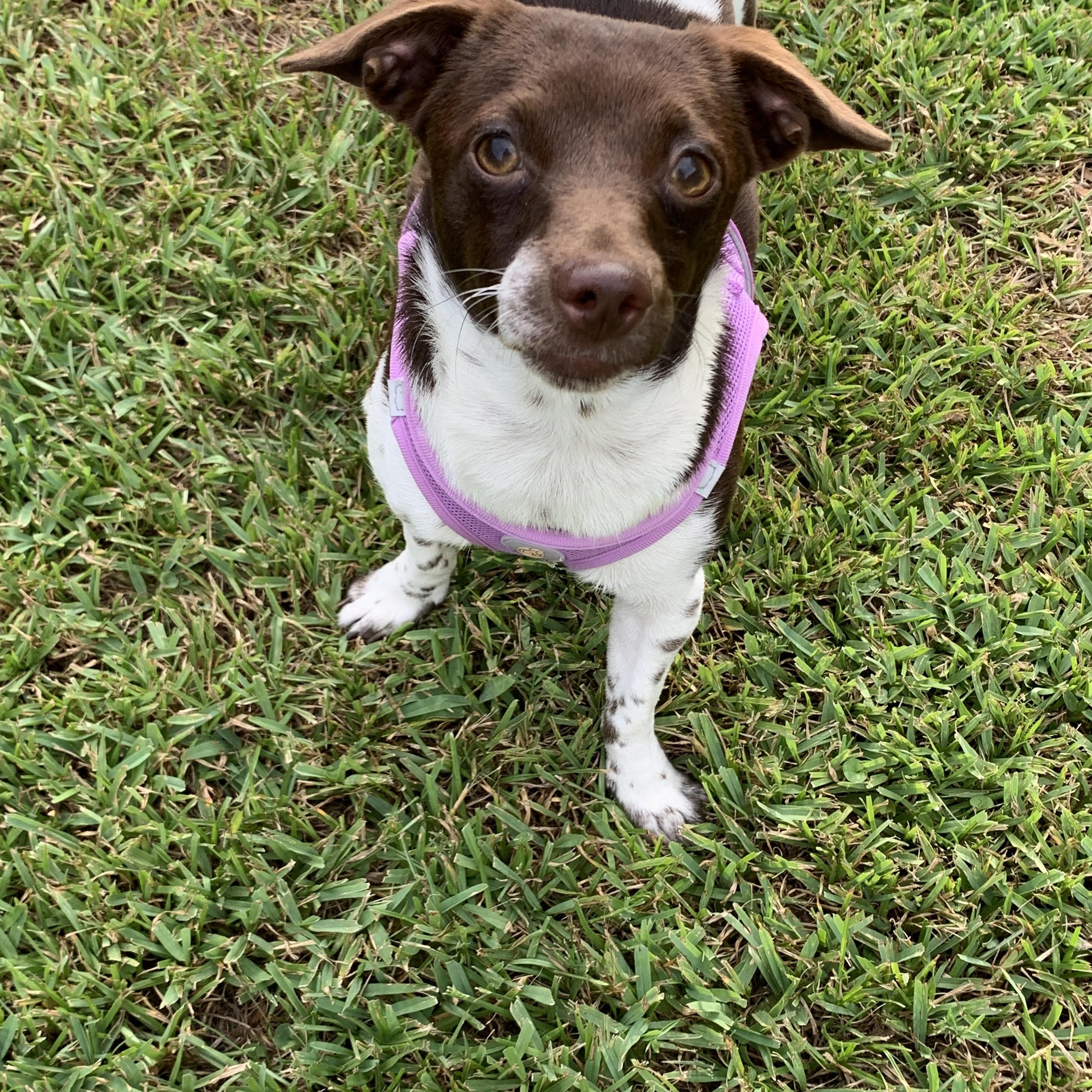 Penelope, a ADOPTABLE mixed breed in Baker, LA image 5/6