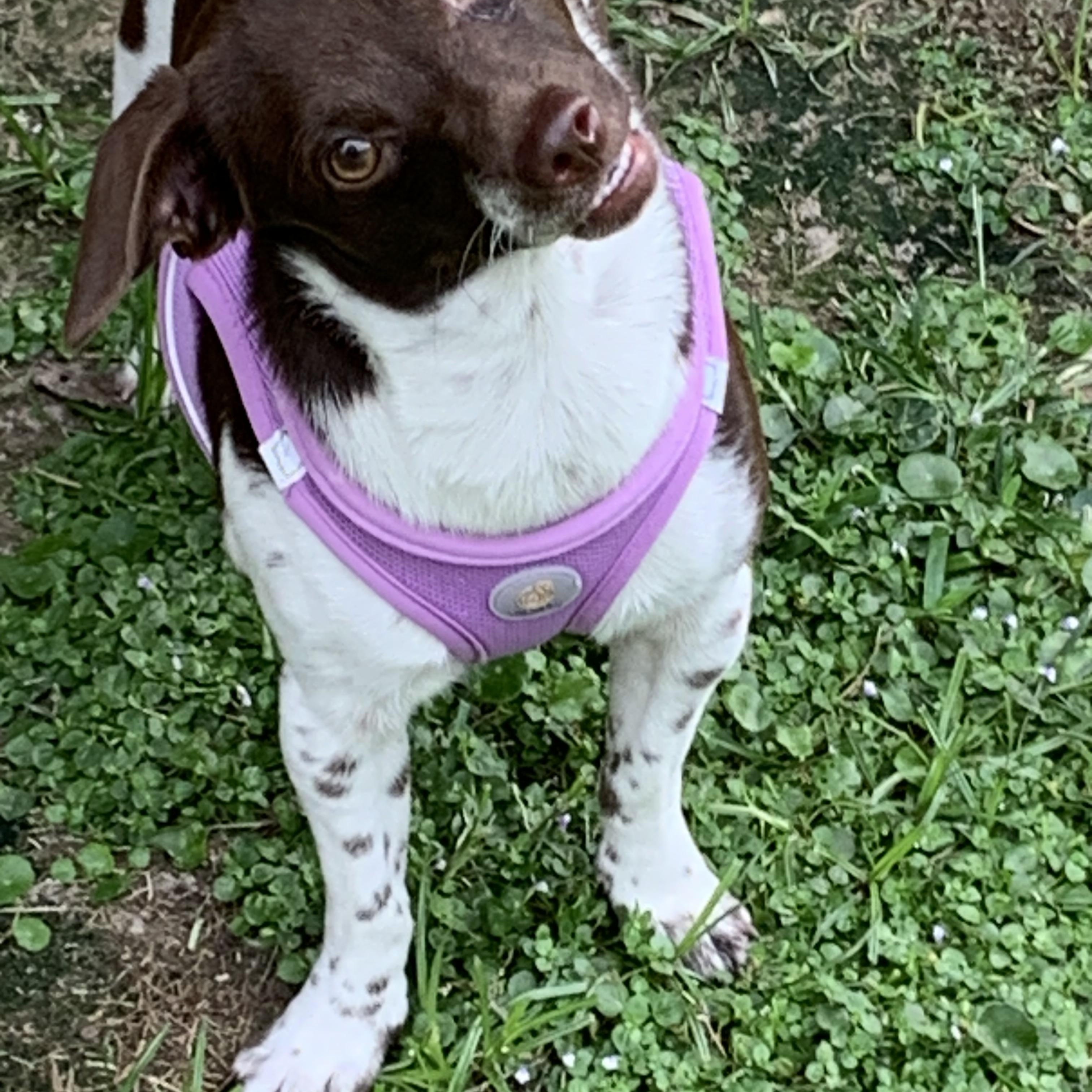 Penelope, ADOPTABLE, Adult Female Chihuahua & Chiweenie.
