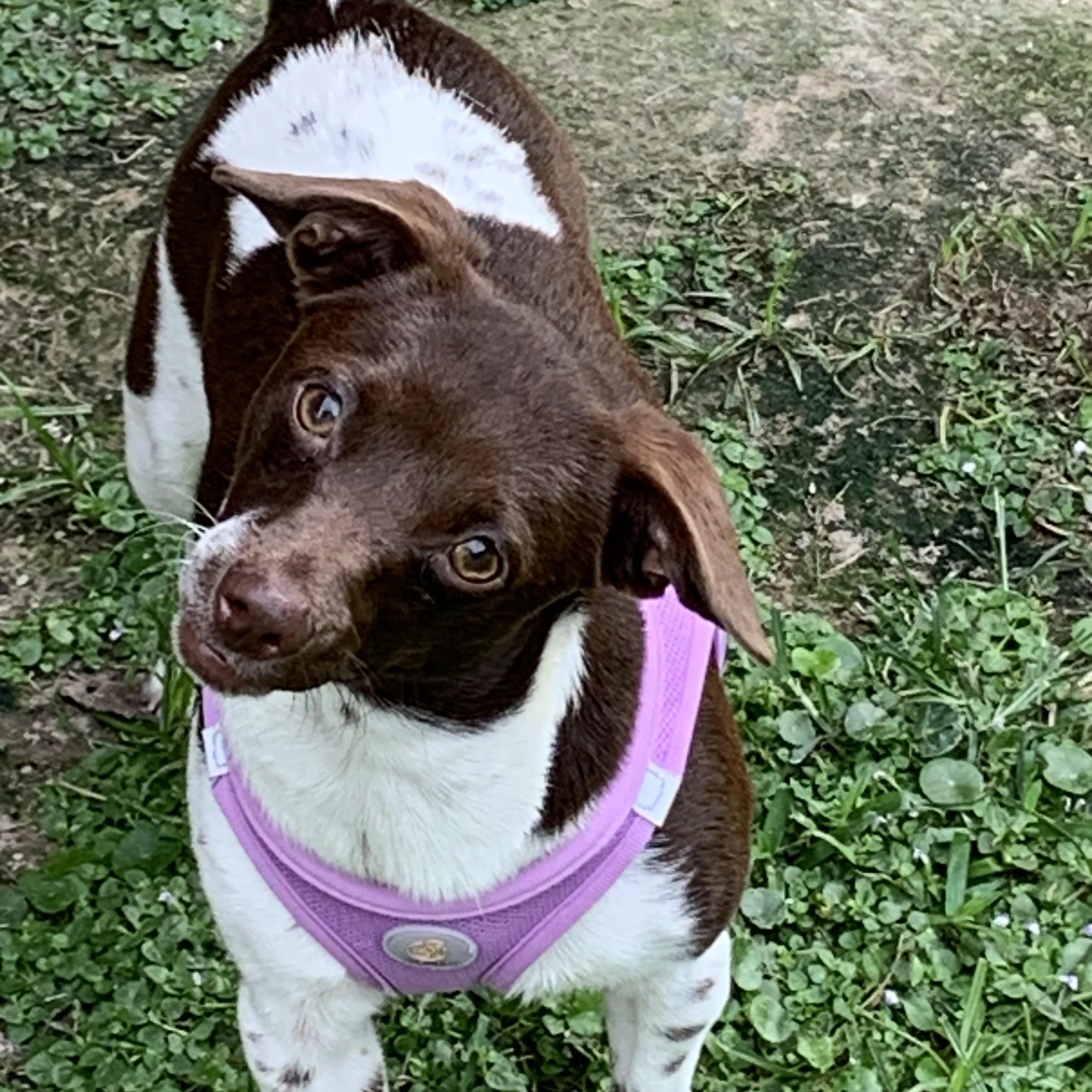 Penelope, a ADOPTABLE mixed breed in Baker, LA image 2/6