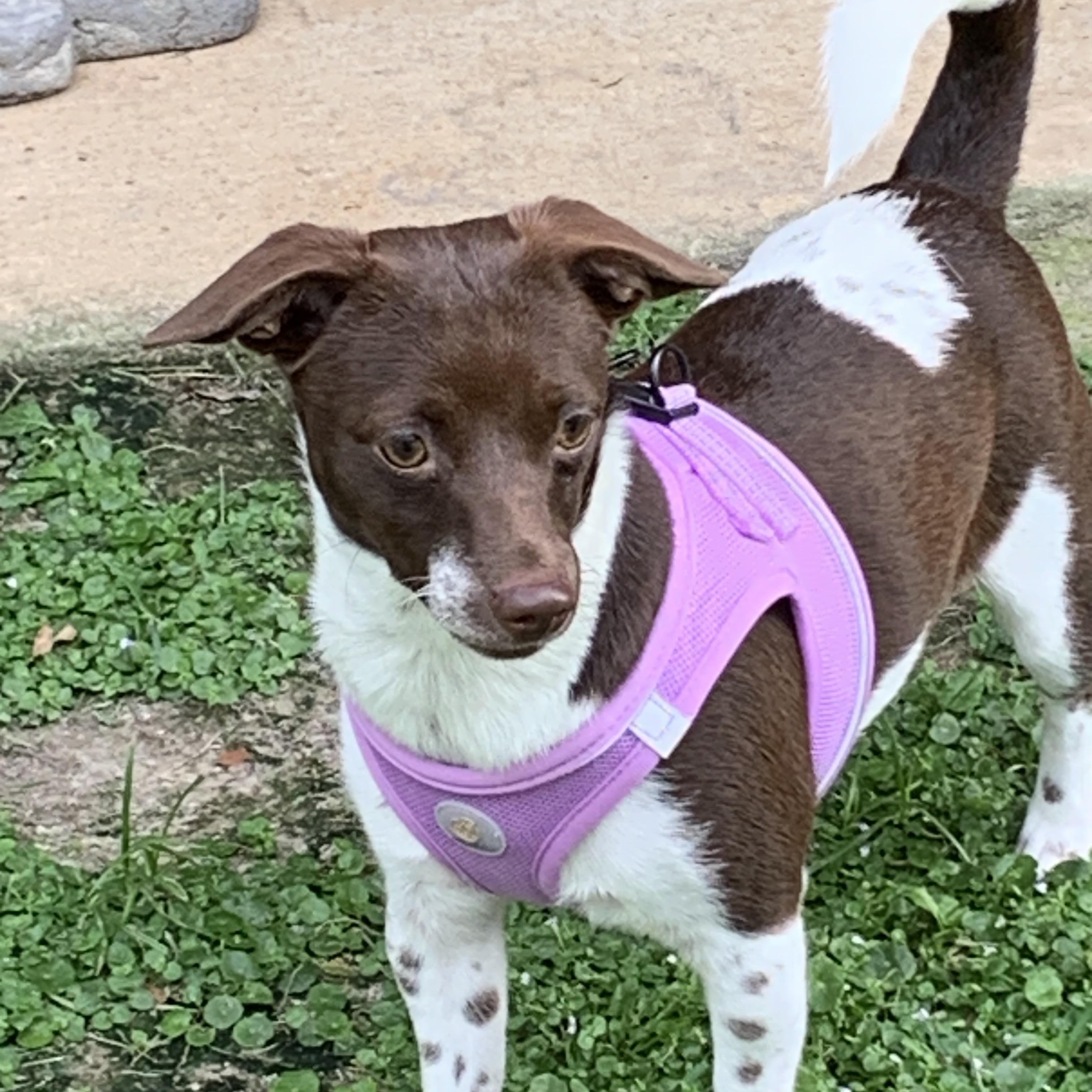 Penelope, a ADOPTABLE mixed breed in Baker, LA image 4/6