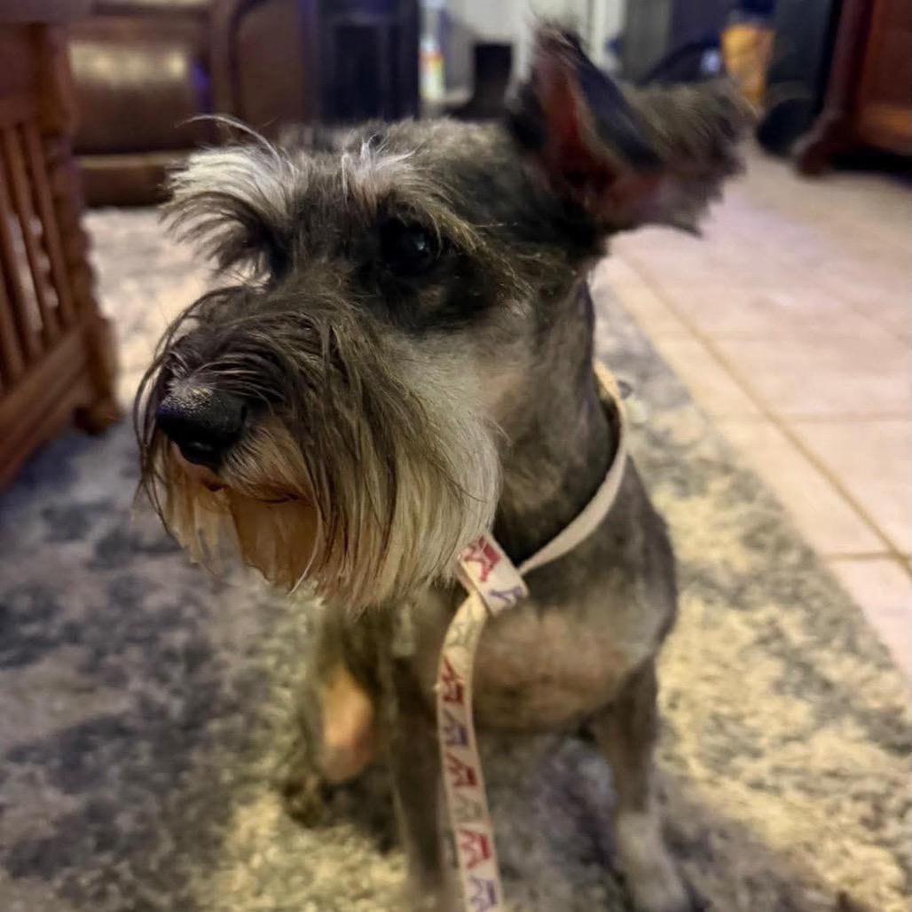 Juniper, Adoptable, Adult Female Miniature Schnauzer.