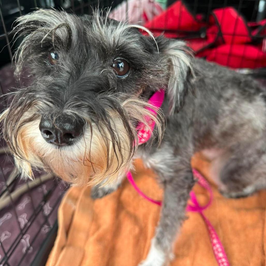 Enlarge Juniper, a Adoptable Miniature Schnauzer in Fredericksburg, VA image 2/5