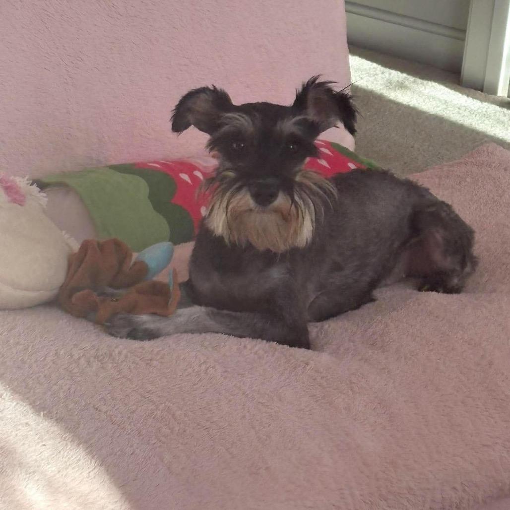 Enlarge Juniper, a Adoptable Miniature Schnauzer in Fredericksburg, VA image 3/5