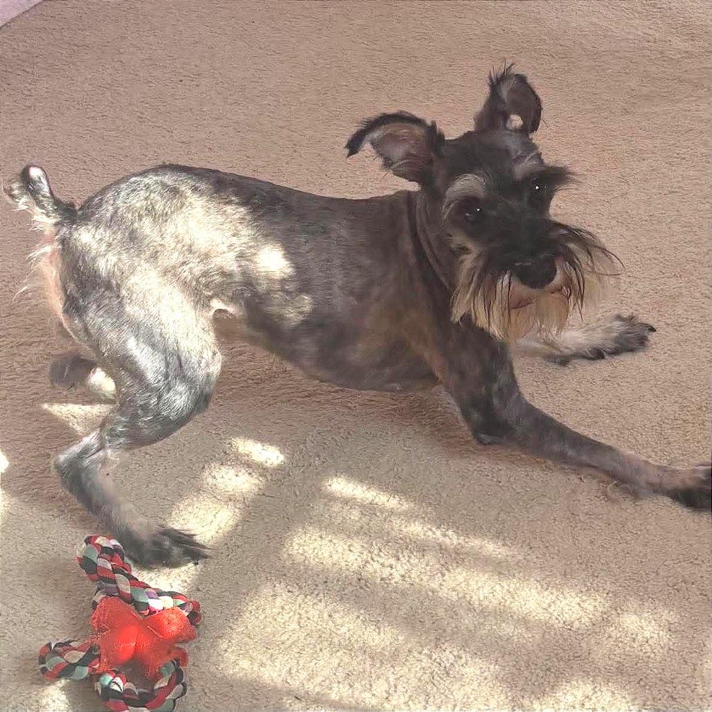 Enlarge Juniper, a Adoptable Miniature Schnauzer in Fredericksburg, VA image 4/5