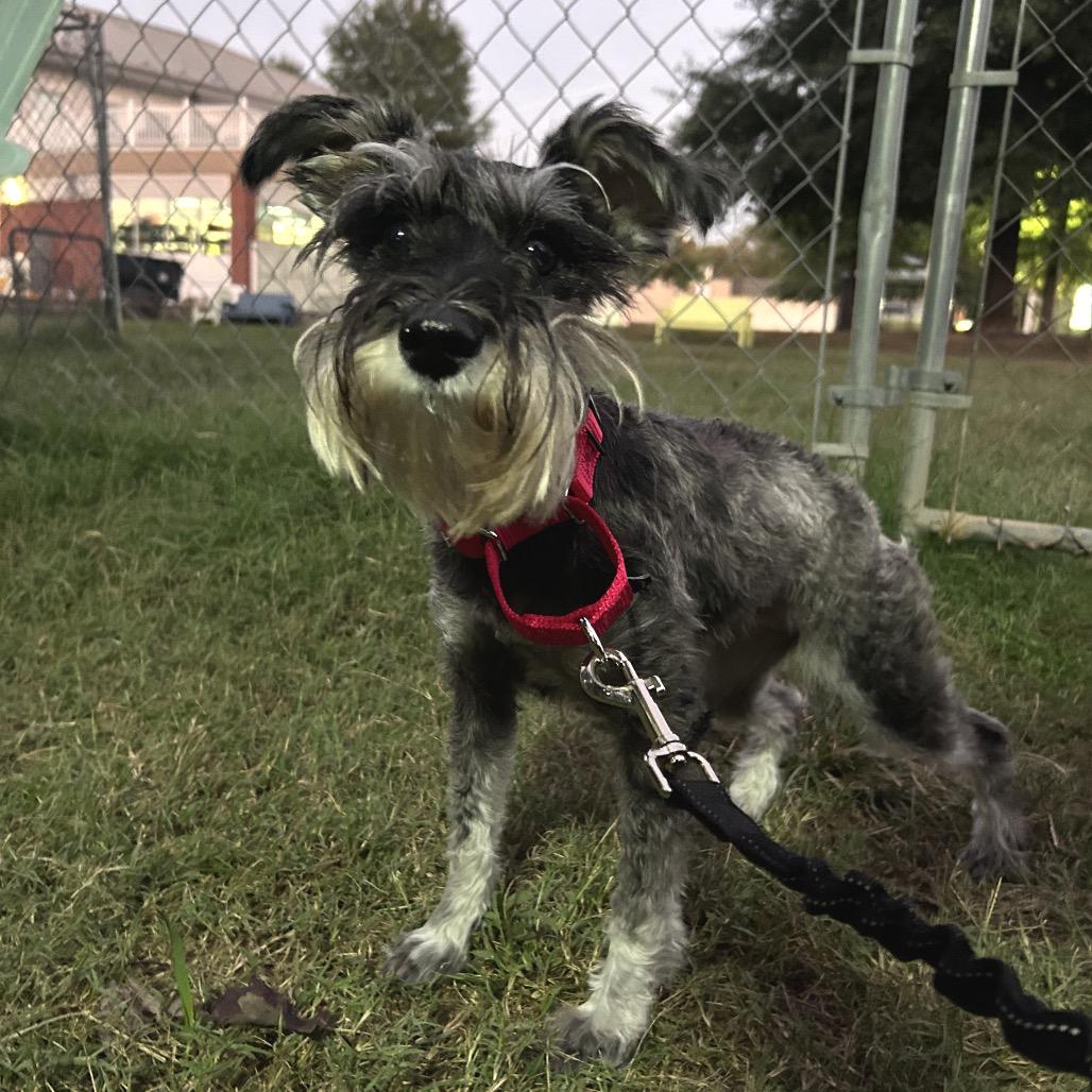 Enlarge Juniper, a Adoptable Miniature Schnauzer in Fredericksburg, VA image 5/5
